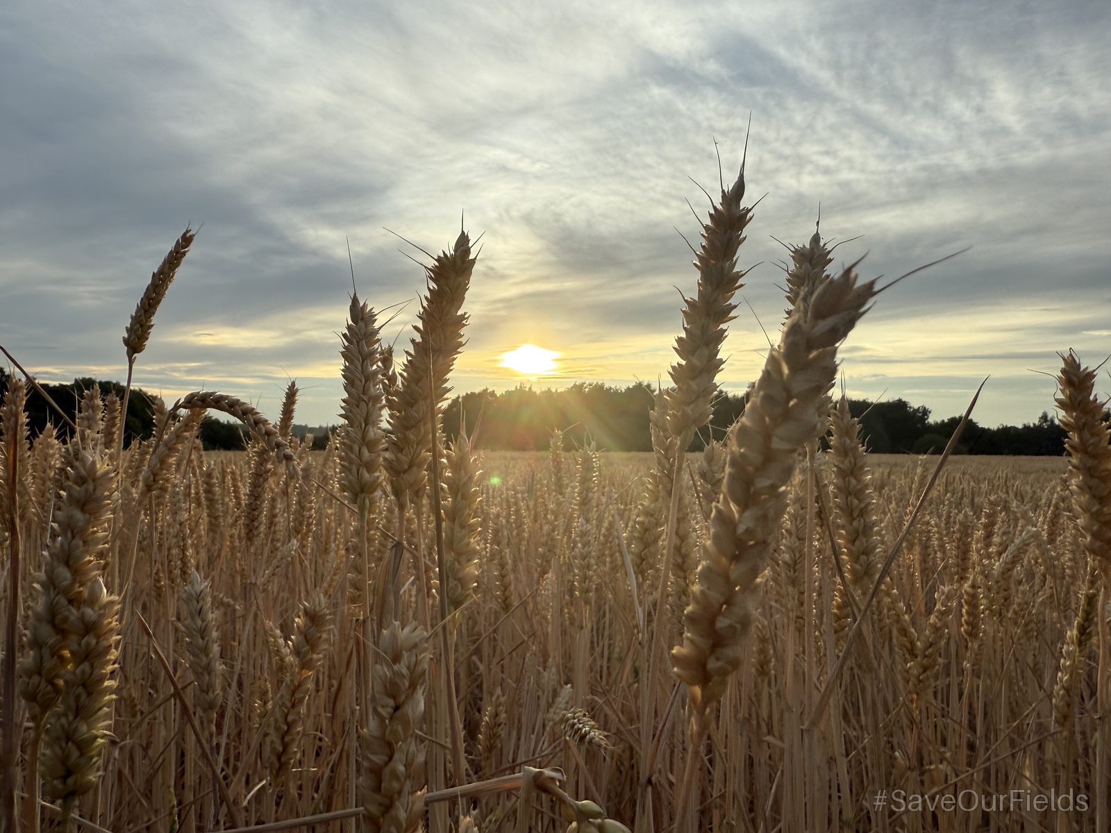 A meadow of ripening wheat heads backlit by the evening sun